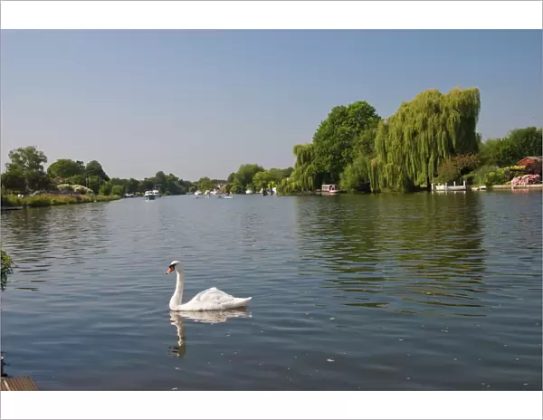 Swan on the River Thames at Walton-on-Thames, near London, England, United Kingdom