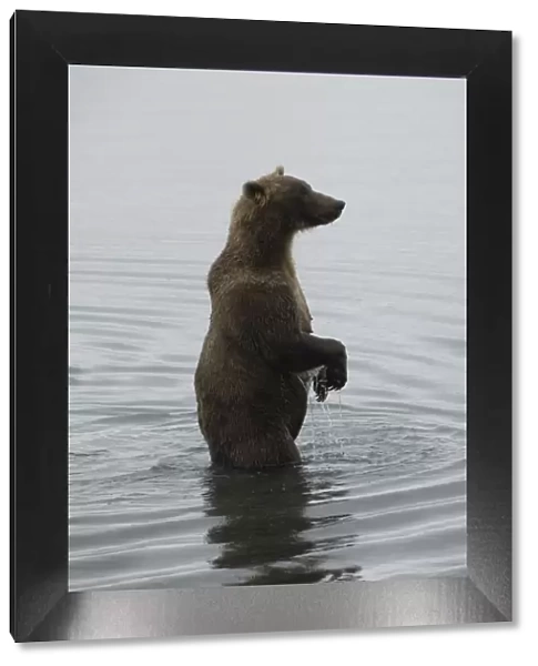 Brown bear in Brooks River, Brooks Camp, Katmai National Park, Alaska, United States of America
