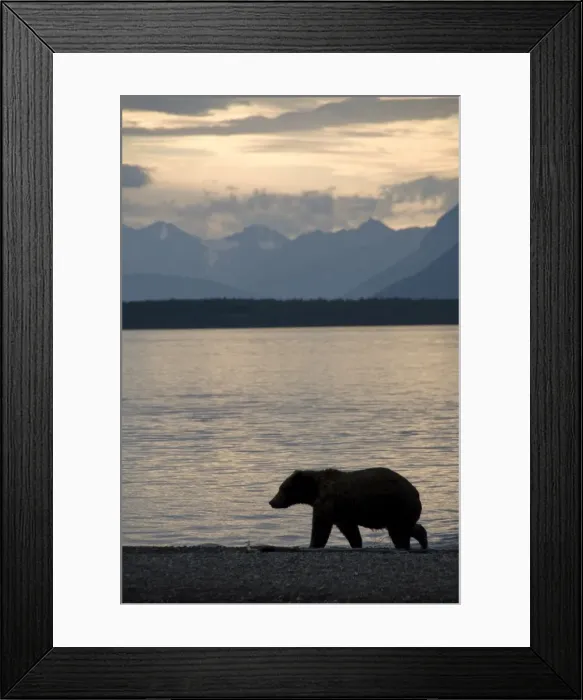 Framed Print : Brown bear strolls the beach on Naknek Lake in the evening, Brooks Camp Framed Print : Brown bear strolls the beach on Naknek Lake in the evening, Brooks Camp