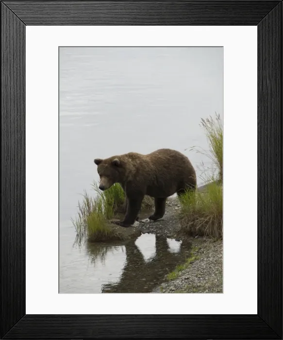 Framed Print : Brown bear at Brooks River, Brooks Camp, Katmai National Park, Alaska, United States of America Framed Print : Brown bear at Brooks River, Brooks Camp, Katmai National Park, Alaska, United States of America