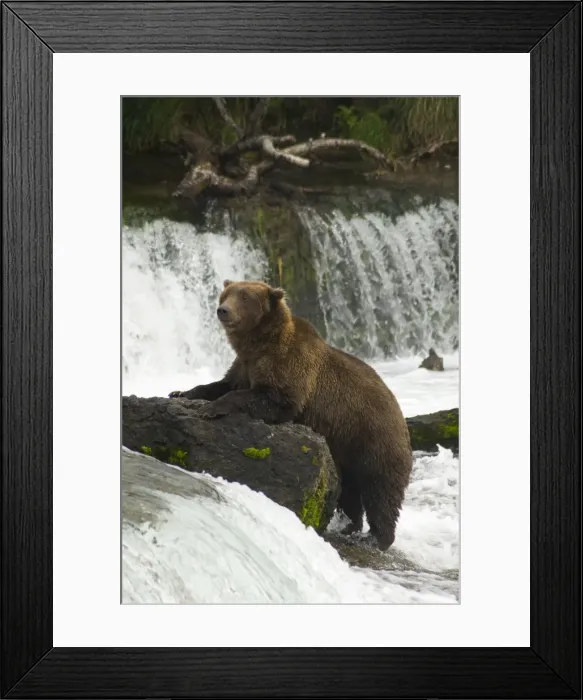 Framed Print : Brown bear, Brooks Camp, Katmai National Park, Alaska, United States of America Framed Print : Brown bear, Brooks Camp, Katmai National Park, Alaska, United States of America