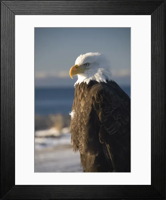 Framed Print : Bald eagle, Homer, Alaska, United States of America, North America Framed Print : Bald eagle, Homer, Alaska, United States of America, North America