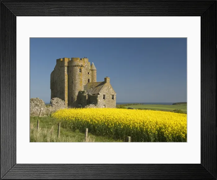 Framed Print : Abandoned castle in a field of rapeseed, near Banff, Scotland, United Kingdom, Europe Framed Print : Abandoned castle in a field of rapeseed, near Banff, Scotland, United Kingdom, Europe