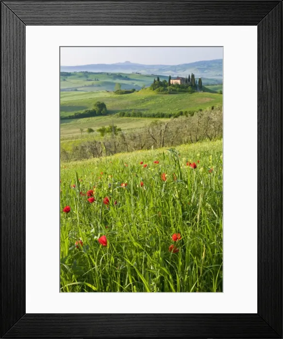 Framed Print : Dawn view of Val d Orcia showing Belvedere and rolling Tuscan countryside Framed Print : Dawn view of Val d Orcia showing Belvedere and rolling Tuscan countryside