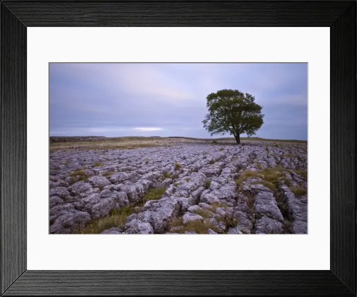 Framed Print : A lone hawthorn tree on limestone pavement outside Malham, Yorkshire, England Framed Print : A lone hawthorn tree on limestone pavement outside Malham, Yorkshire, England