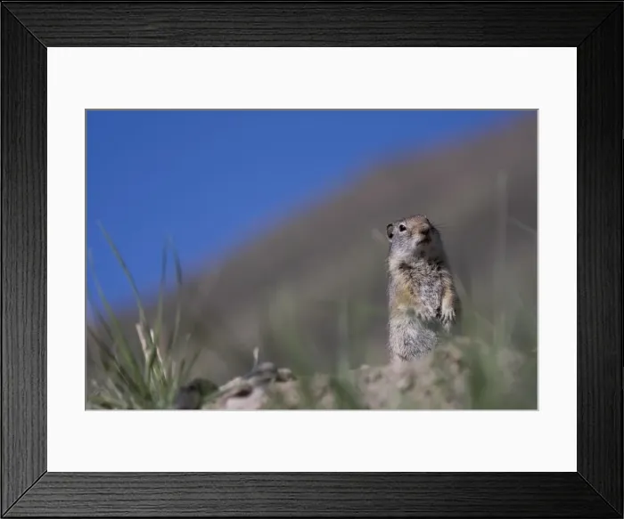 Framed Print : Ground squirrel, Jackson Hole, Wyoming, United States of America, North America Framed Print : Ground squirrel, Jackson Hole, Wyoming, United States of America, North America