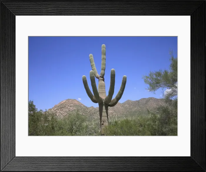 Framed Print : Saguaro cactus, Saguaro National Park, Tuscon Mountain District west unit