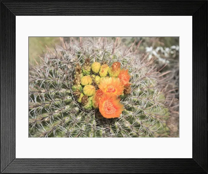 Framed Print : Barrel cactus in bloom, Saguaro National Park, Tuscon Mountain District west unit Framed Print : Barrel cactus in bloom, Saguaro National Park, Tuscon Mountain District west unit