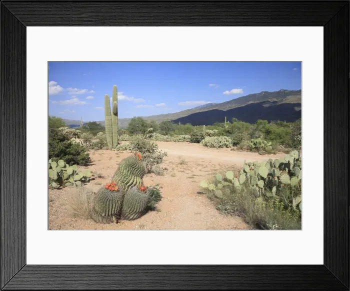 Framed Print : Saguaro cacti and barrel cacti in bloom, Saguaro National Park, Rincon Mountain District Framed Print : Saguaro cacti and barrel cacti in bloom, Saguaro National Park, Rincon Mountain District