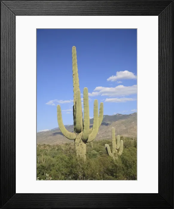 Framed Print : Saguaro cacti, Saguaro National Park, Rincon Mountain District, Tucson Framed Print : Saguaro cacti, Saguaro National Park, Rincon Mountain District, Tucson