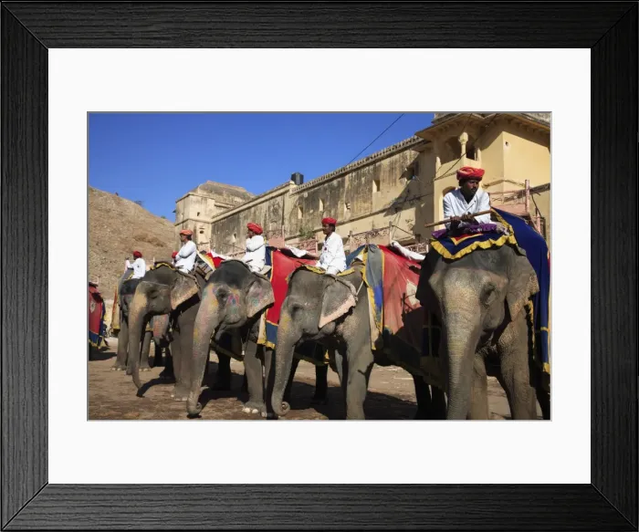 Framed Print : Mahouts and elephants, Amber Fort Palace, Jaipur, Rajasthan, India, Asia Framed Print : Mahouts and elephants, Amber Fort Palace, Jaipur, Rajasthan, India, Asia