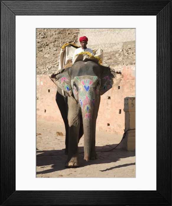 Framed Print : Mahout and elephant, Amber Fort Palace, Jaipur, Rajasthan, India, Asia Framed Print : Mahout and elephant, Amber Fort Palace, Jaipur, Rajasthan, India, Asia
