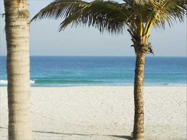 Palm trees, Jumeirah Beach, Dubai, United Arab Emirates, Middle East