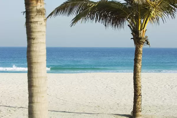 Palm trees, Jumeirah Beach, Dubai, United Arab Emirates, Middle East