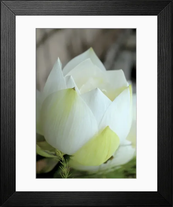 Framed Print : Lotus flower, Hanoi, Vietnam, Indochina, Southeast Asia, Asia Framed Print : Lotus flower, Hanoi, Vietnam, Indochina, Southeast Asia, Asia