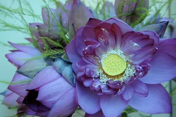 Lotus flower, Hanoi, Vietnam, Indochina, Southeast Asia, Asia