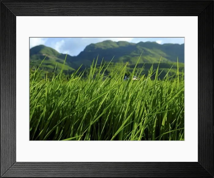 Framed Print : Rice field near Sapa, Sapa, Vietnam, Indochina, Southeast Asia, Asia Framed Print : Rice field near Sapa, Sapa, Vietnam, Indochina, Southeast Asia, Asia