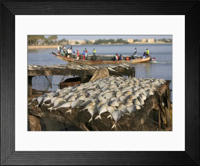 Framed Print : Fish and boat, Saint Louis, Senegal, West Africa, Africa Framed Print : Fish and boat, Saint Louis, Senegal, West Africa, Africa