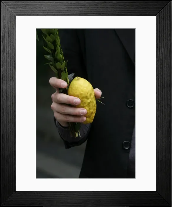 Framed Print : Sukhot citron and lulav, New York, United States of America, North America Framed Print : Sukhot citron and lulav, New York, United States of America, North America