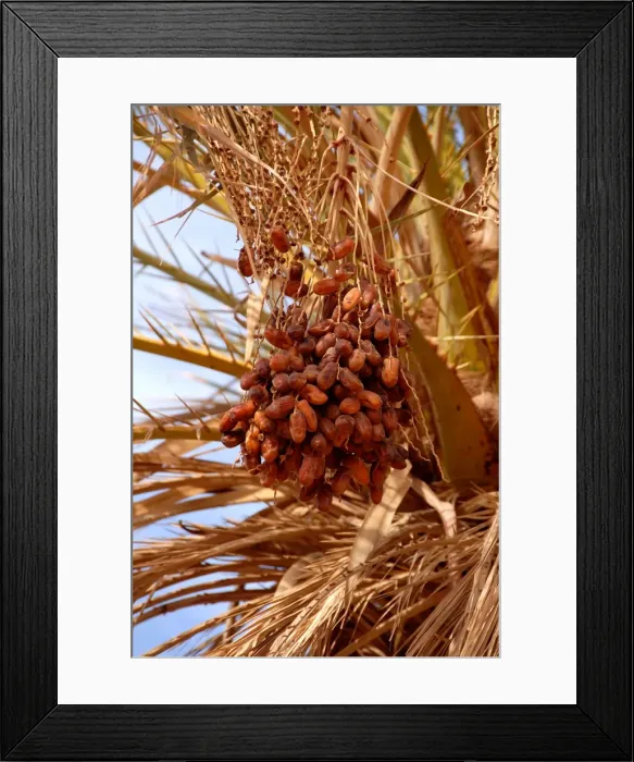 Framed Print : Dates on a date palm, Mafo, Ubari, Libya, North Africa, Africa Framed Print : Dates on a date palm, Mafo, Ubari, Libya, North Africa, Africa