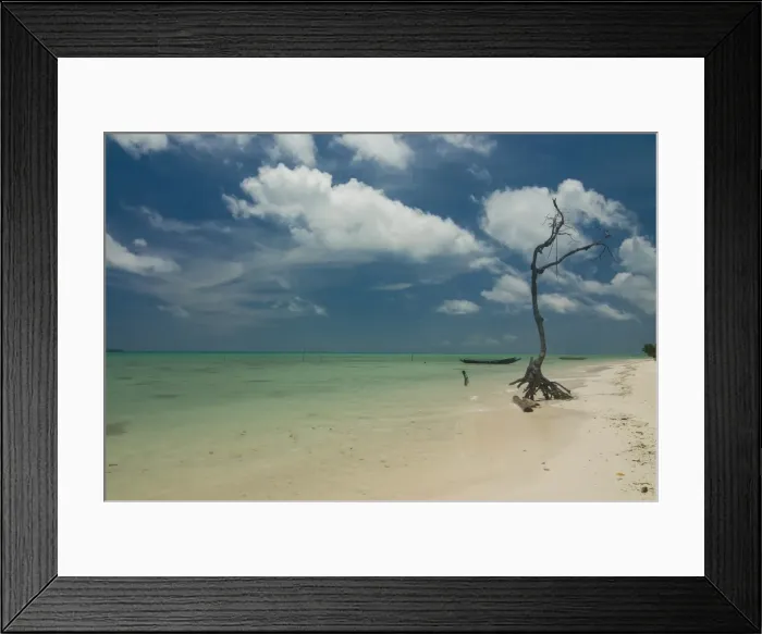 Framed Print : Leafless tree on a beautiful deserted beach, Havelock Island, Andaman Islands Framed Print : Leafless tree on a beautiful deserted beach, Havelock Island, Andaman Islands