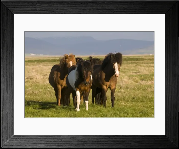 Framed Print : Iceland ponies near the village of Skagheidi, Iceland, Polar Regions Framed Print : Iceland ponies near the village of Skagheidi, Iceland, Polar Regions