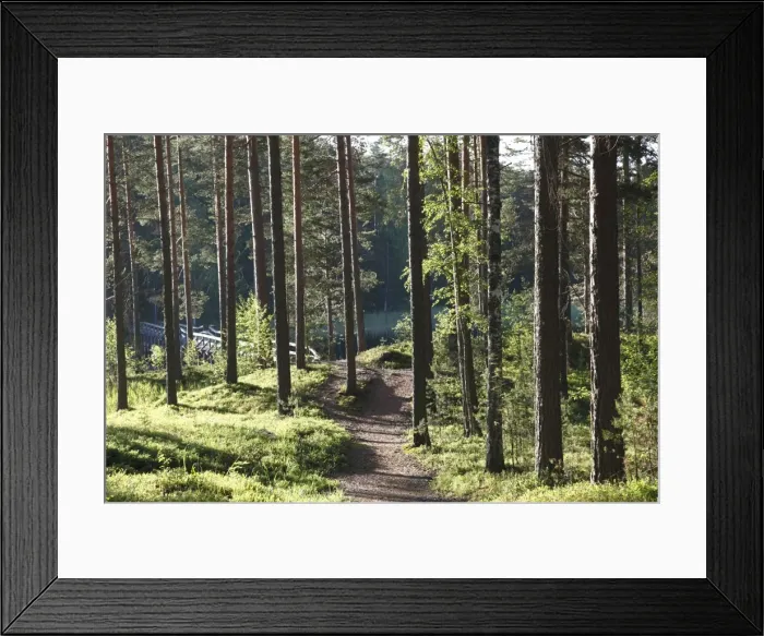 Framed Print : Trees and walking track, Punkaharju Nature Reserve, Punkaharju Ridge, Saimaa Lake District Framed Print : Trees and walking track, Punkaharju Nature Reserve, Punkaharju Ridge, Saimaa Lake District