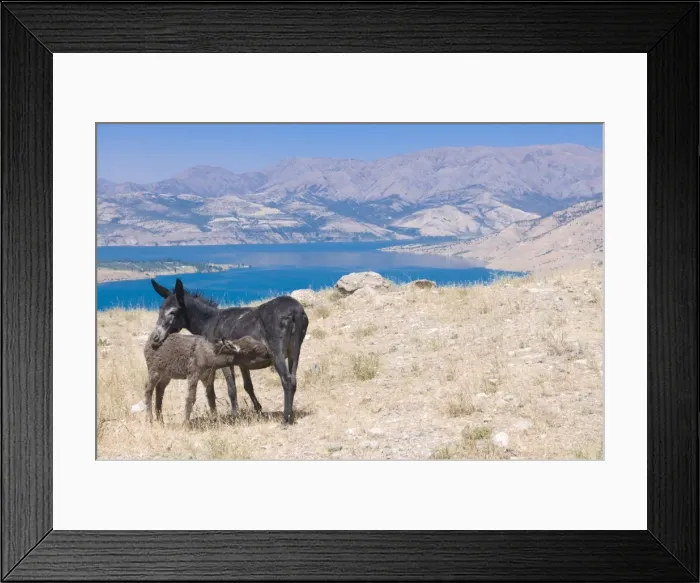 Framed Print : Donkeys in the area of Chimgan, Ugam-Chatkal National Park, Uzbekistan, Central Asia Framed Print : Donkeys in the area of Chimgan, Ugam-Chatkal National Park, Uzbekistan, Central Asia