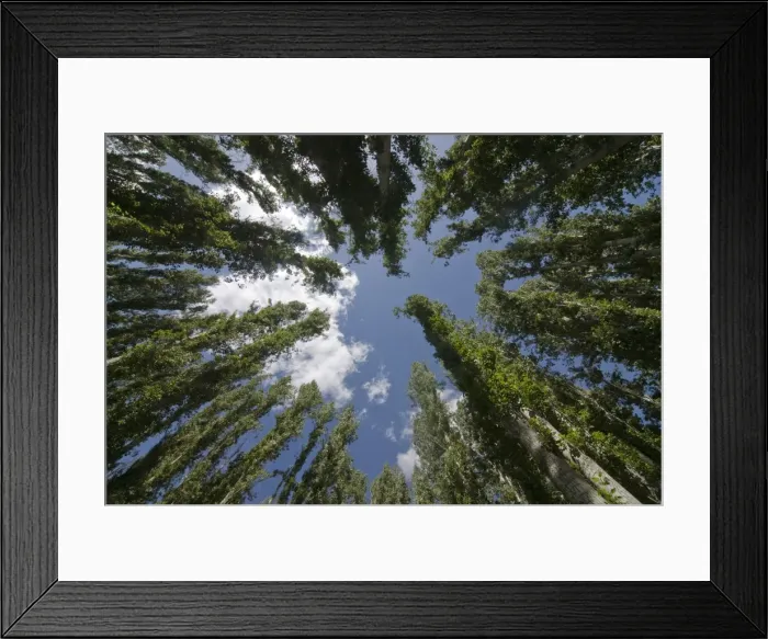 Framed Print : Tree tops in the Agha Khan founded park of Khorog, Wakhan Corridor, Tajikistan Framed Print : Tree tops in the Agha Khan founded park of Khorog, Wakhan Corridor, Tajikistan