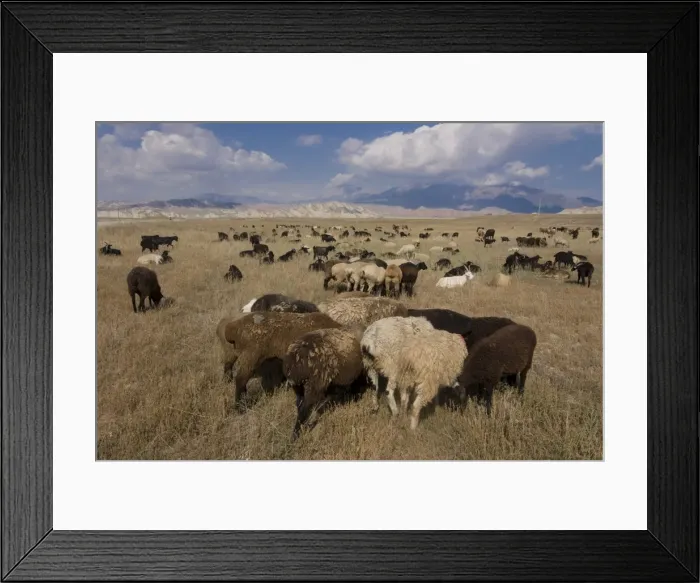 Framed Print : Herd of sheep at pasture, Torugart, Kyrgyzstan, Central Asia Framed Print : Herd of sheep at pasture, Torugart, Kyrgyzstan, Central Asia