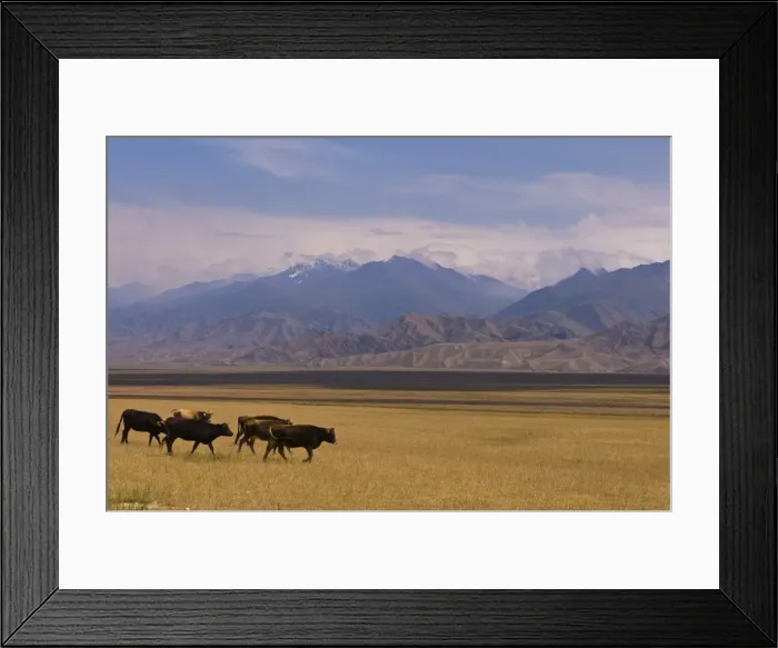 Framed Print : Cattle walking through pastureland, mountains in background Torugart Pass Framed Print : Cattle walking through pastureland, mountains in background Torugart Pass