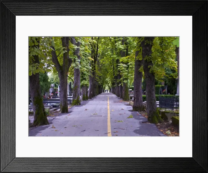 Framed Print : Avenue through a cemetery in Zagreb, Croatia, Europe Framed Print : Avenue through a cemetery in Zagreb, Croatia, Europe