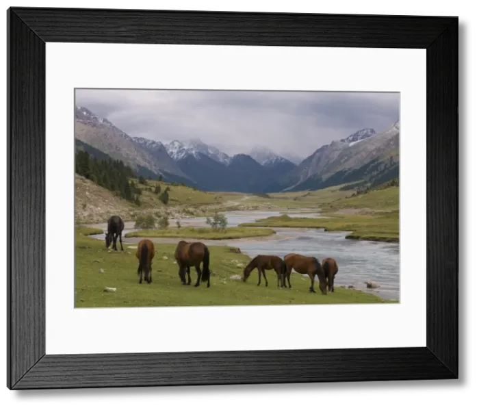 Framed Print : Wild horses at river, Karkakol, Kyrgyzstan, Central Asia Framed Print : Wild horses at river, Karkakol, Kyrgyzstan, Central Asia