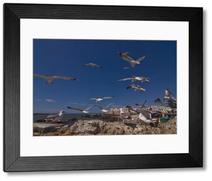 Framed Print : Seagulls on rocks on the coast, Essaouira, Morocco, North Africa, Africa Framed Print : Seagulls on rocks on the coast, Essaouira, Morocco, North Africa, Africa