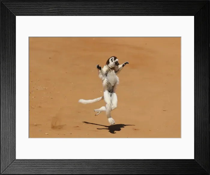 Framed Print : Dancing sifaka (Propithecus verreauxis), Private Parc de Berenty, Southern Madagascar Framed Print : Dancing sifaka (Propithecus verreauxis), Private Parc de Berenty, Southern Madagascar