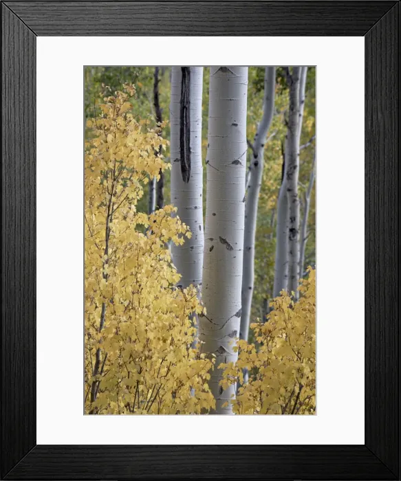 Framed Print : Aspen trunks behind yellow maple leaves in the fall, White River National Forest Framed Print : Aspen trunks behind yellow maple leaves in the fall, White River National Forest