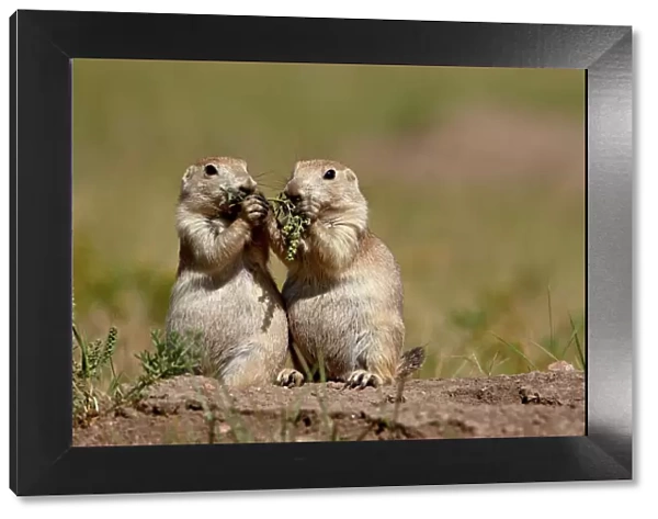 Two blacktail prairie dog (Cynomys ludovicianus) sharing something to eat