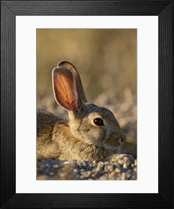 Framed Print : Desert cottontail (Sylvilagus auduboni), Wind Cave National Park, South Dakota Framed Print : Desert cottontail (Sylvilagus auduboni), Wind Cave National Park, South Dakota