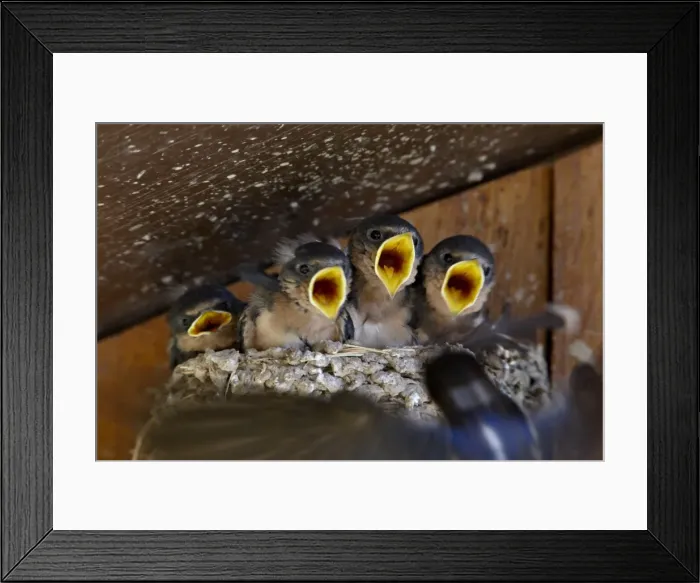 Framed Print : Four barn swallow (Hirundo rustica) chicks chirp as parent approaches nest with food Framed Print : Four barn swallow (Hirundo rustica) chicks chirp as parent approaches nest with food