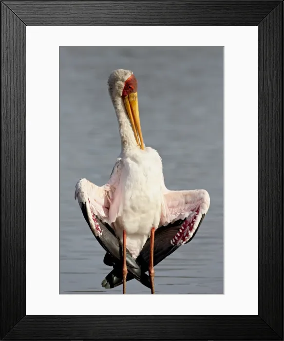 Framed Print : Yellow-billed stork (Mycteria ibis) preening, Kruger National Park, South Africa, Africa Framed Print : Yellow-billed stork (Mycteria ibis) preening, Kruger National Park, South Africa, Africa