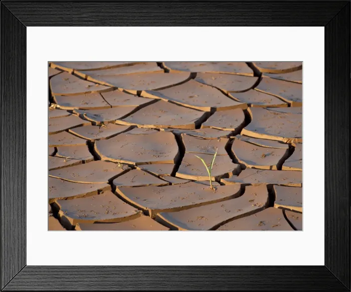 Framed Print : Mud cracks with sprouting plant, Kruger National Park, South Africa, Africa Framed Print : Mud cracks with sprouting plant, Kruger National Park, South Africa, Africa