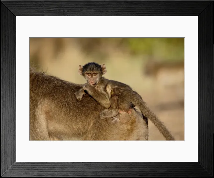 Framed Print : Infant Chacma baboon (Papio ursinus) riding its mothers back, Kruger National Park Framed Print : Infant Chacma baboon (Papio ursinus) riding its mothers back, Kruger National Park