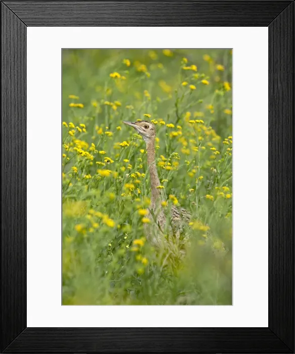 Framed Print : Female black-bellied bustard (black-bellied korhaan) (Eupodotis melanogaster) among yellow wildflowers, Imfolozi Game Reserve, South Framed Print : Female black-bellied bustard (black-bellied korhaan) (Eupodotis melanogaster) among yellow wildflowers, Imfolozi Game Reserve, South