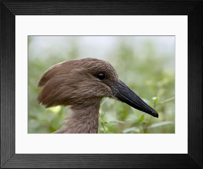 Framed Print : Hamerkop (Scopus umbretta), Imfolozi Game Reserve, South Africa, Africa Framed Print : Hamerkop (Scopus umbretta), Imfolozi Game Reserve, South Africa, Africa