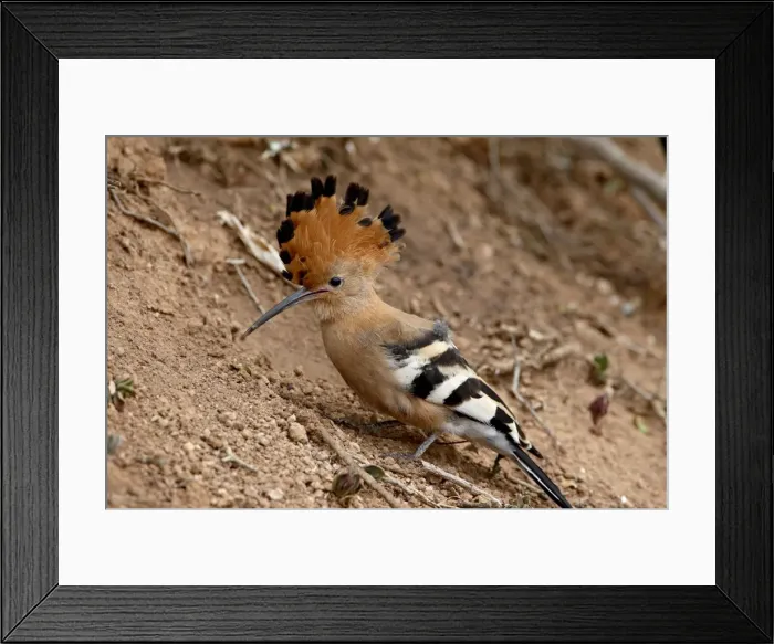 Framed Print : African hoopoe (Upupa africana) with its crest extended, Addo Elephant National Park Framed Print : African hoopoe (Upupa africana) with its crest extended, Addo Elephant National Park