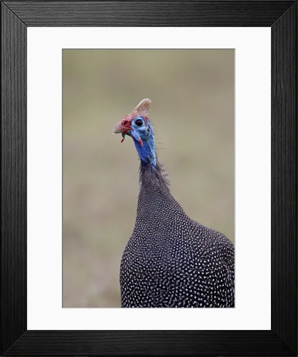 Framed Print : Helmeted guineafowl (Numida meleagris), Addo Elephant National Park, South Africa, Africa Framed Print : Helmeted guineafowl (Numida meleagris), Addo Elephant National Park, South Africa, Africa