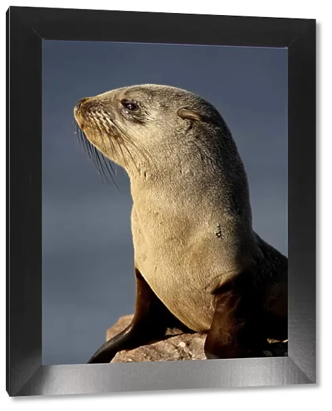 Cape fur seal (South African fur seal) (Arctocephalus pusillus), Elands Bay