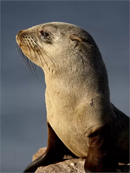 Cape fur seal (South African fur seal) (Arctocephalus pusillus), Elands Bay