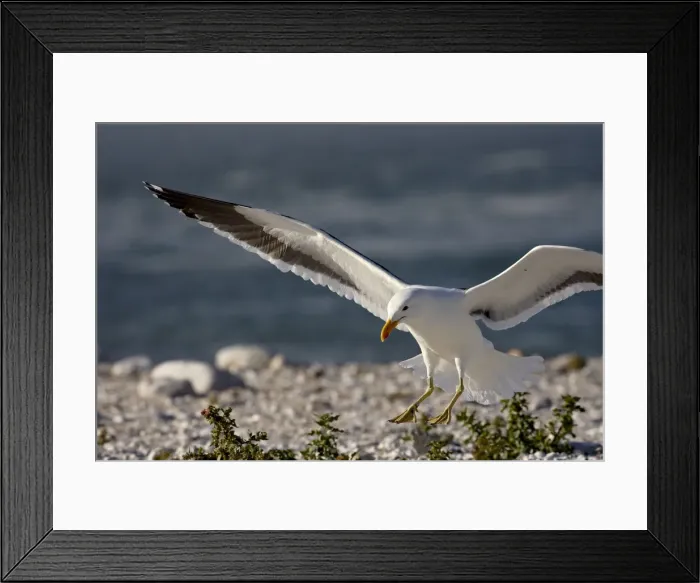 Framed Print : Cape gull (Larus vetula) landing, Lamberts Bay, Western Cape Province, South Africa Framed Print : Cape gull (Larus vetula) landing, Lamberts Bay, Western Cape Province, South Africa