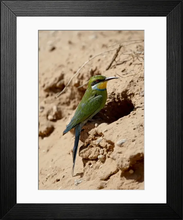 Framed Print : Swallow-tailed bee-eater (Merops hirundineus) at its nest opening, Kgalagadi Transfrontier Park Framed Print : Swallow-tailed bee-eater (Merops hirundineus) at its nest opening, Kgalagadi Transfrontier Park